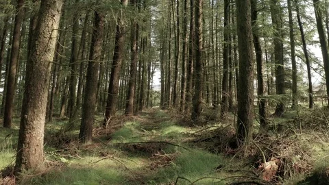 Floating Through a Luscious Green Forest on a Summers Morning Stock Footage 113231329
