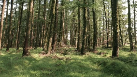 Floating Through a Luscious Green Forest on a Summers Morning Stock Footage 113384626