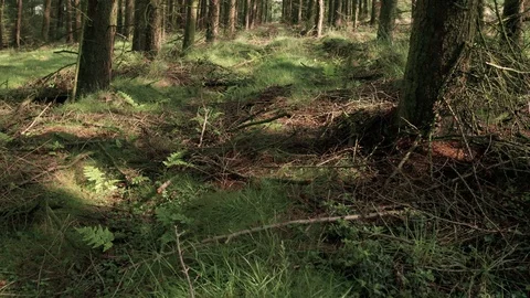 Floating Through a Luscious Green Forest on a Summers Morning Stock Footage 113384648