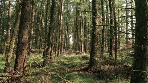 Floating Through a Luscious Green Forest on a Summers Morning Stock Footage 113384686