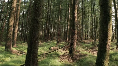 Floating Through a Luscious Green Forest on a Summers Morning Stock Footage 113384757
