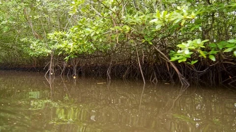 Floating through mangroves Stock Footage 76903930