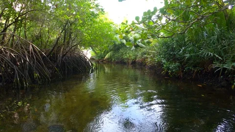 Floating through mangroves 動画素材 129408188