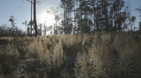 Floating Through Straw Field 1 Vidéo 44871491