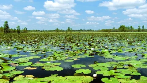 Floating through vast swamp Stock Footage 132046397