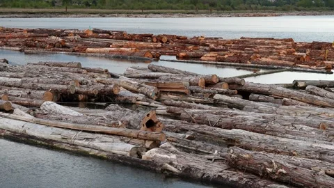 Floating Timber Logs on Calm River Water at Logging Site Stock Footage 274463850