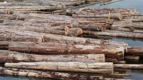 Floating Timber in Water, Log Raft on a River for Lumber Industry Stock Footage 274463962