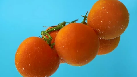 Floating tomatoes in water flow bubbles, blue background, close up slow motion Stock Footage 155762506