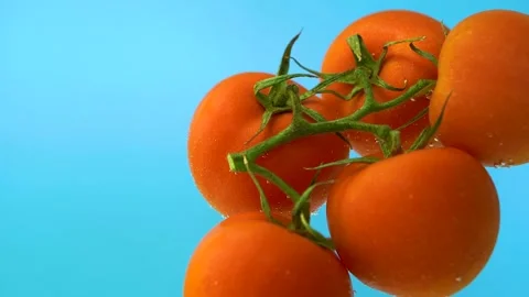 Floating tomatoes in water flow bubbles, blue background, close up slow motion Stock Footage 157115003