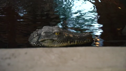 A floating toy with a crocodile head floats on the surface of a decorative lake. Stock Footage 233000623
