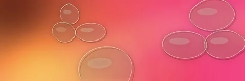 Floating transparent glass bubbles over an orange, coral and hot pink gradient, Stock Footage 340156727