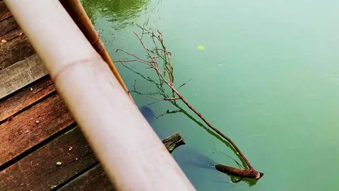 Floating tree branch under wooden bridge Stock Footage 330572383