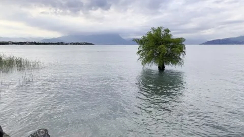 Floating tree on the Lake Garda Italy Video stock 313962159