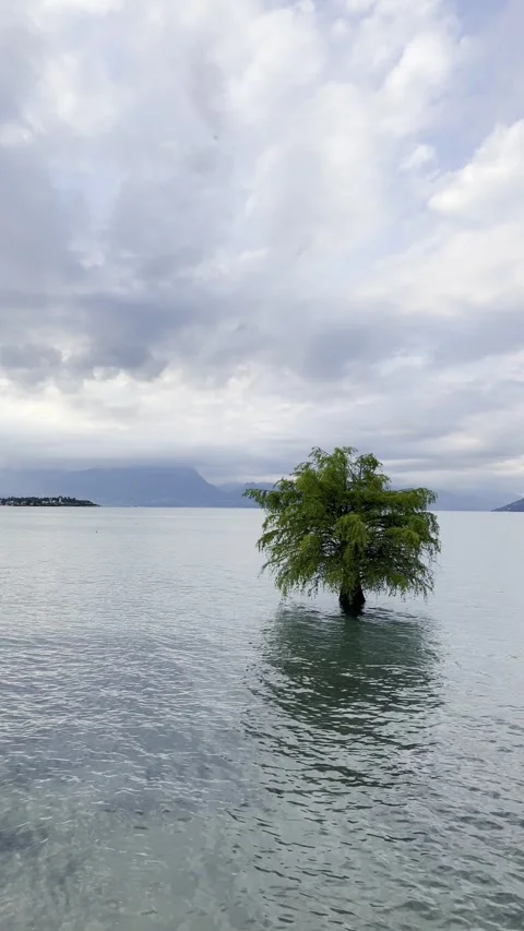 Floating tree on the Lake Garda Italy Video stock 313962162