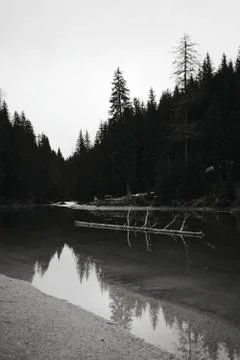 Floating tree log over clear river water with reflection Photos