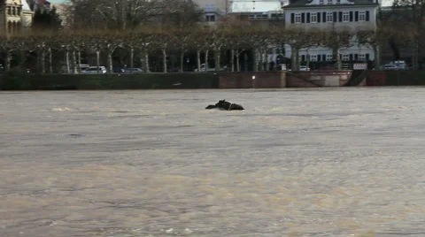 Floating tree trunk Stock Footage 4527347