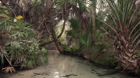Floating on a Tropical River Stock Footage 58175502