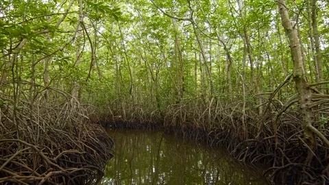 Floating in a tunnel from  mangroves Stock Footage 76912690
