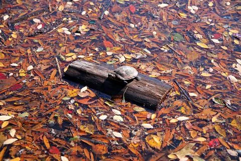 The floating turtle on the fall leaves Stock Photos