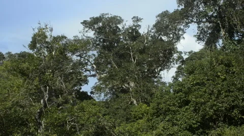 Floating under the forest Stock Footage 52494445