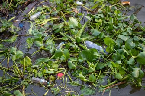 Floating vegetation and plastic waste in polluted canal Bangkok Foto stock