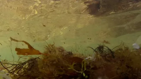 Floating vegetation on ocean floor Stock Footage 11709912