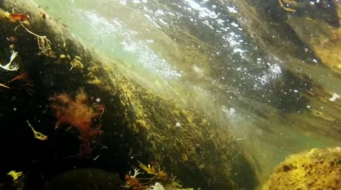 Floating Vegetation on Sea Floor Stock Footage 11709887