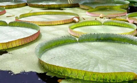 Floating on the water lily Stock Photos