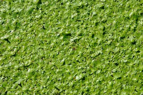 Floating water plants Stock Photos