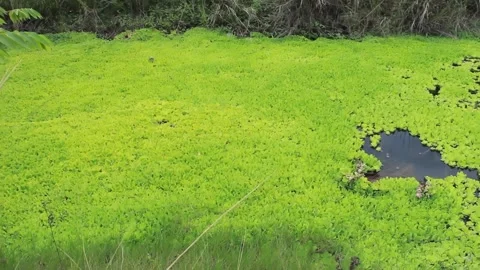 Floating water plants in a pond Stock Footage 246866173