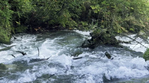 Floating water in the woods Video stock 139130990
