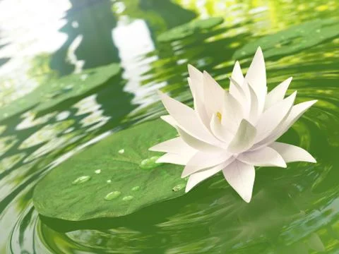Floating waterlily Stock Illustration