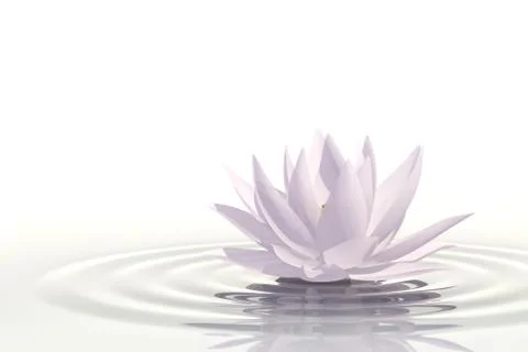 Floating waterlily Stock Illustration