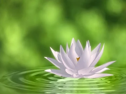 Floating waterlily Stock Illustration