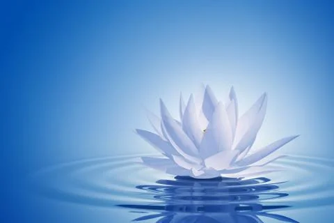 Floating waterlily Stock Illustration