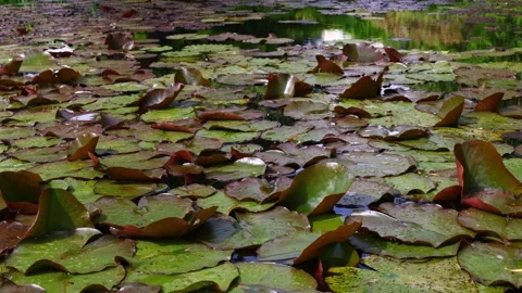 Floating water‑lily leaves with gentle wind‑driven surface movement Stock Footage 336868831