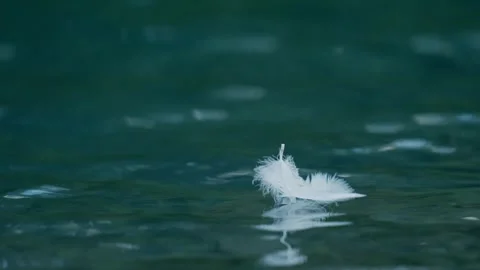 Floating white feather Stock Footage 340393405