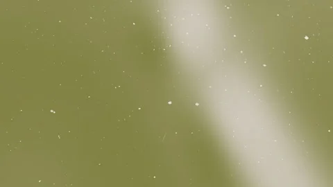 Floating White Particle Drifting in Soft Green Abstract Background Видео 335498227