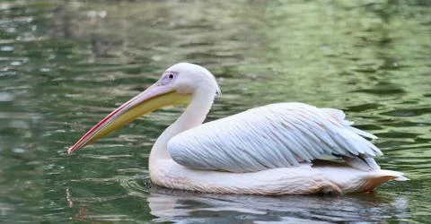 Floating White Pelican 库存照片