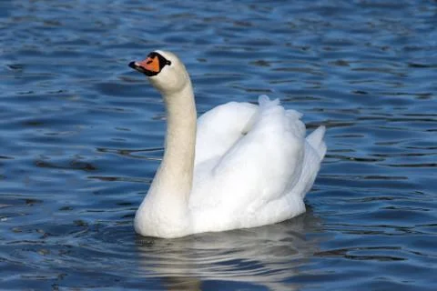 Floating white swan Stock Photos
