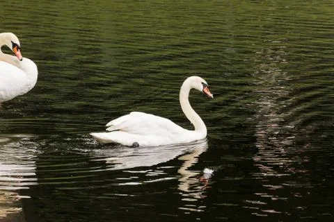 A floating white swan. Foto stock