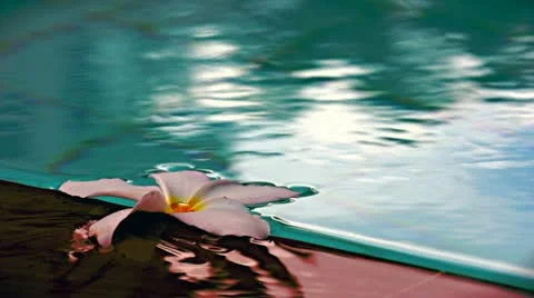 Floating White Water Lilly Video stock 12311926