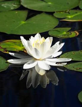 Floating white water lily with reflection Stock Photos