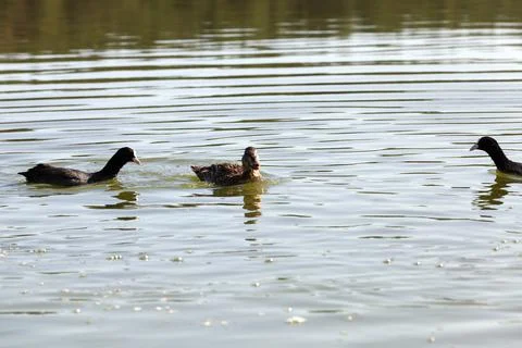 Floating wild ducks Foto stock