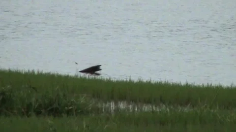 Floating wood Video stock 487028