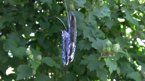 Floating wooden butterfly 動画素材 53800007