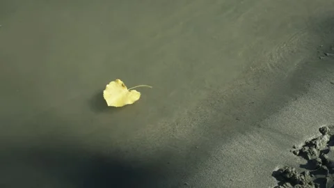 Floating Yellow Leaf on Riverbank Stockbeeldmateriaal 334680464