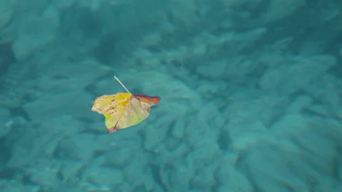 Floating yellow leaf in turquoise water Stock Footage 211461594