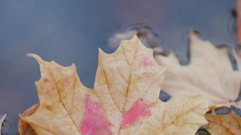 Floating Yellow Maple Leaf in Shallow Stream Close Up Stock Footage 345553119
