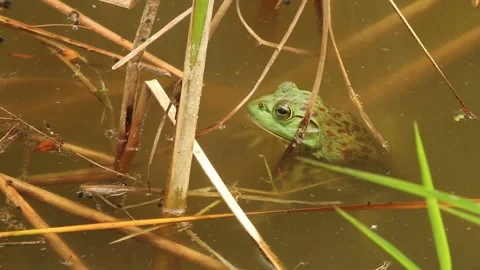 FloatingBullfrog-9138-ss Stock Footage 151181718